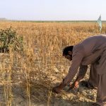 Balochistan activist sentencing